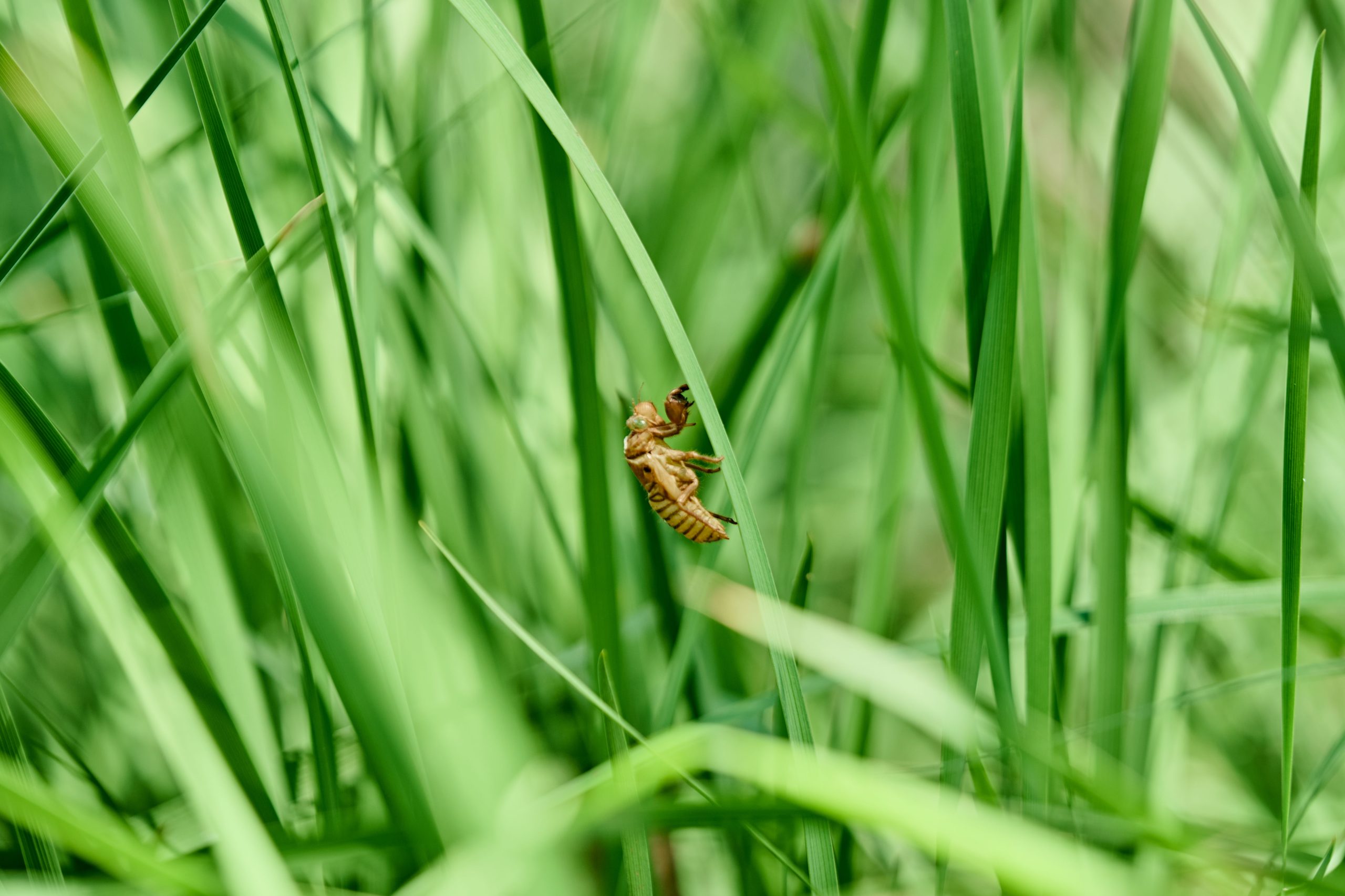 Larve d'insecte sur herbe verte nature