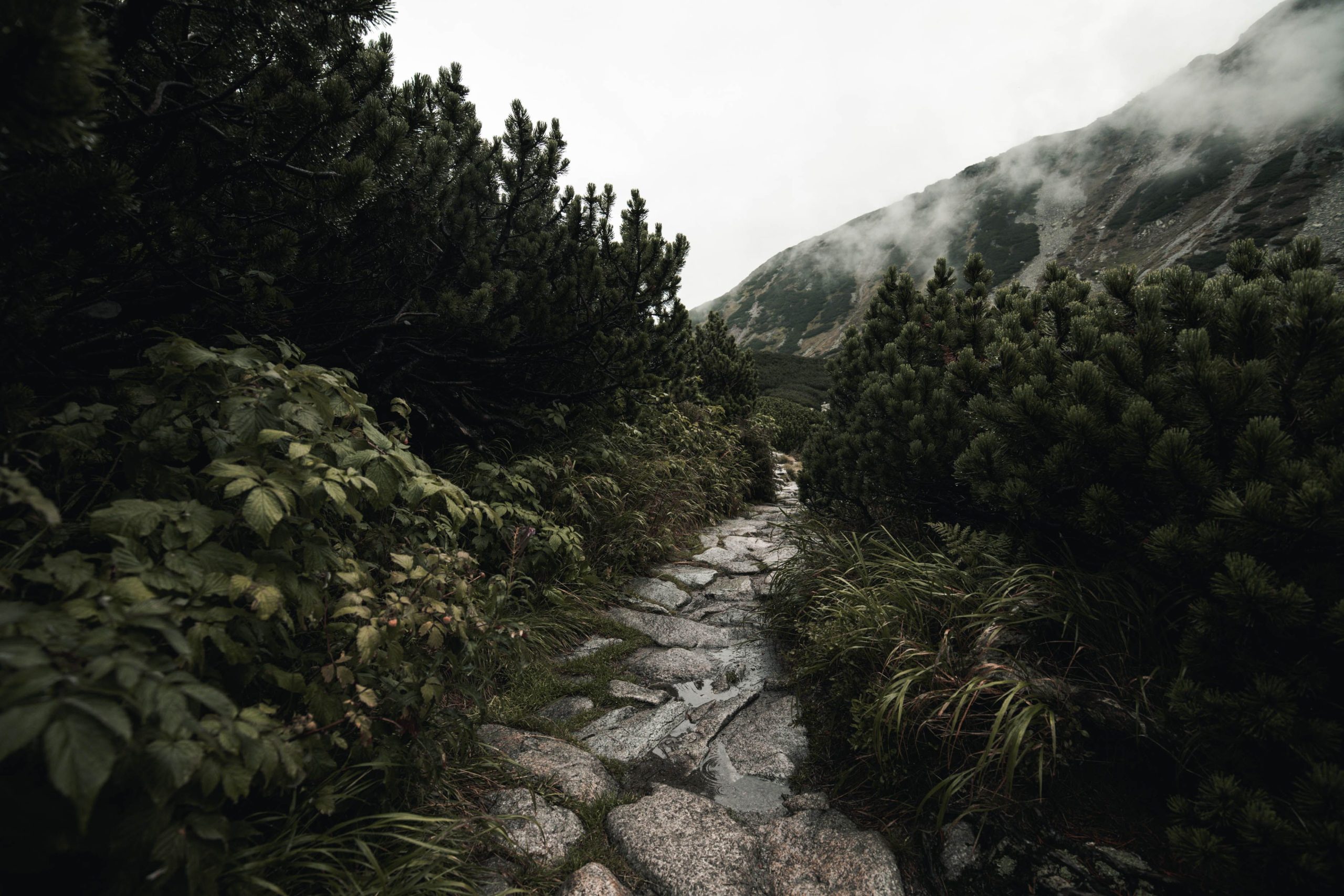 Sentier pierre nature luxuriante montagnes brume
